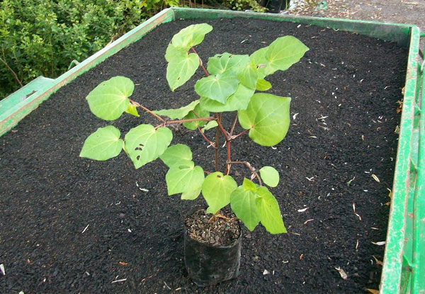 $40 for 10 Native Kawakawa Plants (value up to $60)