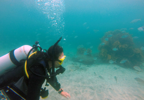 Half-Day Try Scuba Diving at Goat Island, Leigh incl. $50 Voucher for an Open Water Course  - Option for Two People
