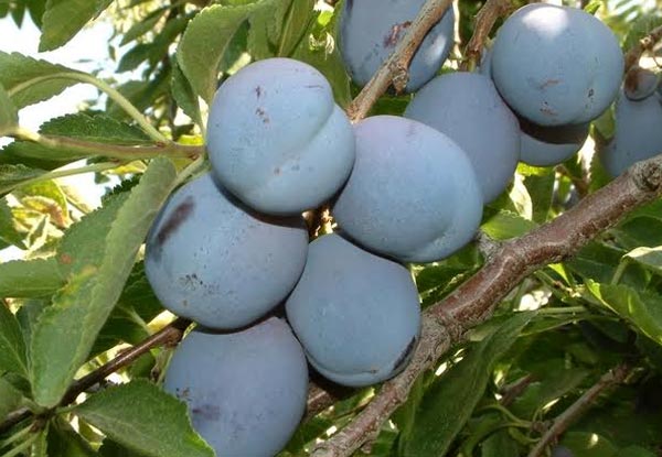 Four Fruit Trees incl. Full Training & Growing Instructions, PLUS Slow Release Fertilizer Tablets