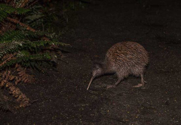 Night-time Wonders Kiwi Spotting and Stargazing Tour at Tawharanui