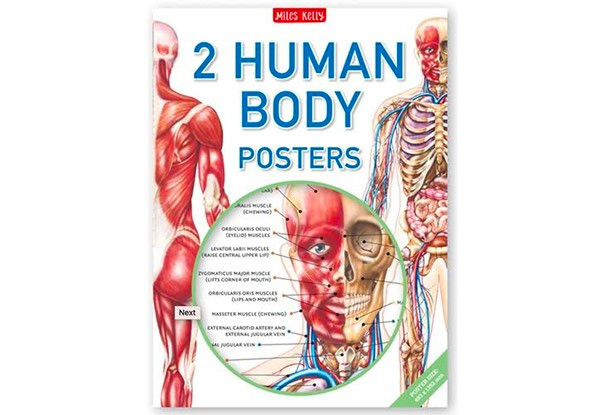 Two Human Body Posters