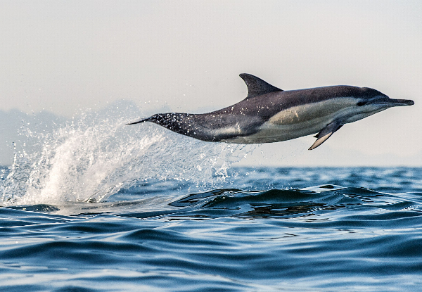Half-Day Dolphin & Wildlife Cruise for One Person - Option for Child or Family Of Four - Valid from 1st October