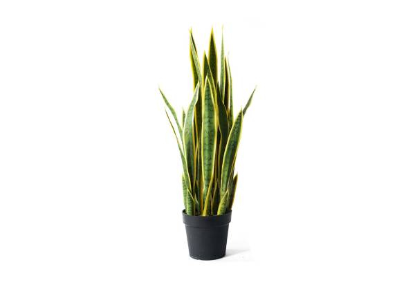 Indoor Artificial Snake Plant - Three Sizes Available