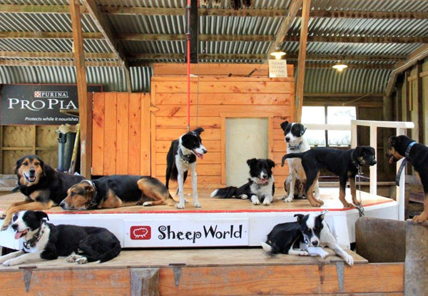 Full-Day Adult Pass to SheepWorld incl. All Shows - Options for Two Adults, Child, Family or Unlimited Entry