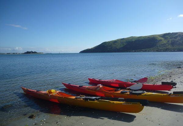 Otago Peninsula Wildlife Kayaking Tour