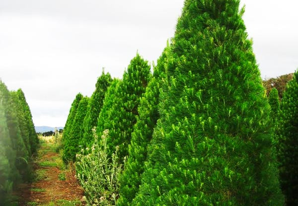 Pre-Order a Fresh Christmas Tree with Delivery and Removal Before & After Christmas - Choose from Three Sizes & Three Areas of Delivery - Option to Include Stand (Auckland Only)
