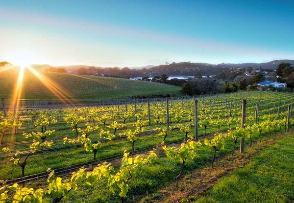 Waiheke Wine Tour & Fishing Charter for One Person - Options for up to Four People