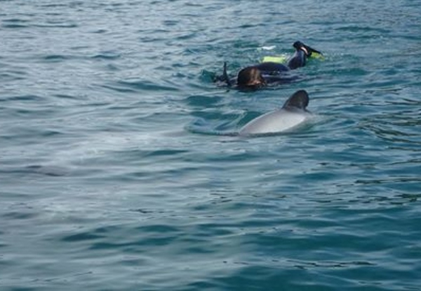 Swim in the Wild with Hector Dolphins in Akaroa for One Person - Option for Dolphin Watching - Valid from 17th December