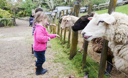$10 for One Adult Farm Admission & a Hot Drink OR $20 for Two Adults & Two Hot Drinks - Both Options incl. a Bag of Feed Per Person & Unlimited Activities