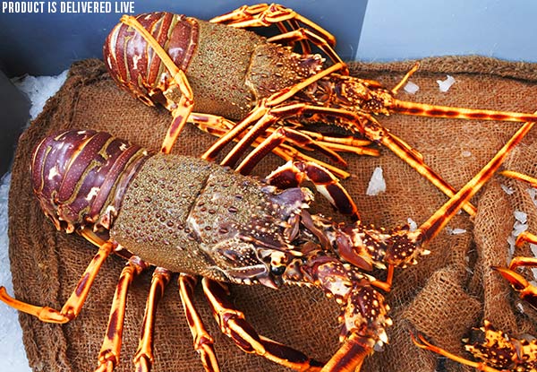 $45 for a 450-500gm Live Crayfish - Options for up to Four Crayfish – North Island Delivery