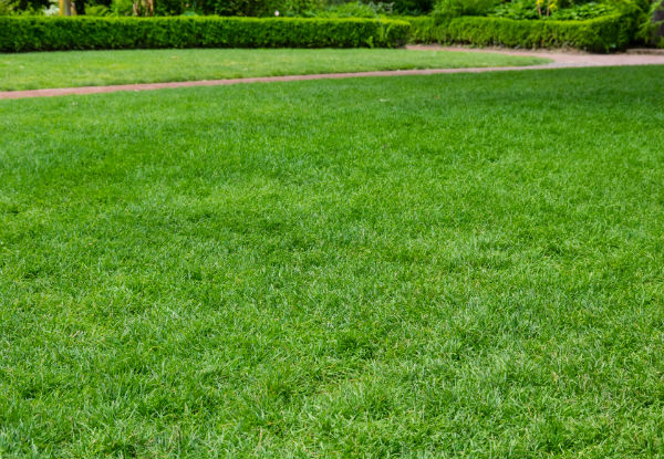 Spring Lawn Treatment Service - Options for Lawn Area up to 320m2