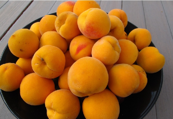 4Kg of Hawkes Bay Golden Queen Peaches incl. North Island Urban Delivery
