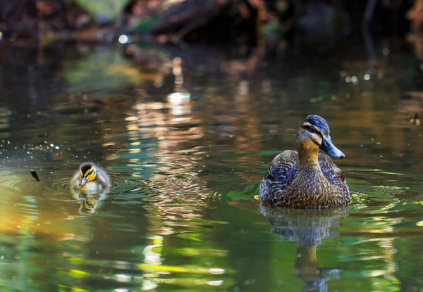 Adult Admission to Staglands Wildlife Reserve - Open Seven Days