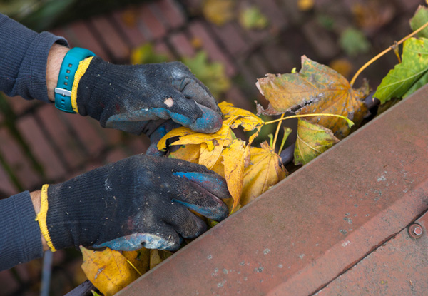 Complete Spouting & Gutter Clean-Out for Two-Bedroom Single-Storey House incl. Clearing of Debris & Flushing of All Downspouts - Options for up to Four-Bedroom House