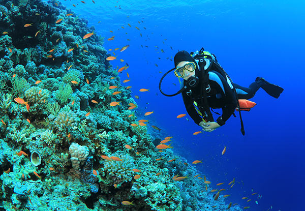 $379 for a PADI Open Water Dive Certification Course incl. Wet Suit, Tanks, Regulator, Mask, Snorkel, Fins BCD & Weights - Options for up to Four People (value up to $1,785)