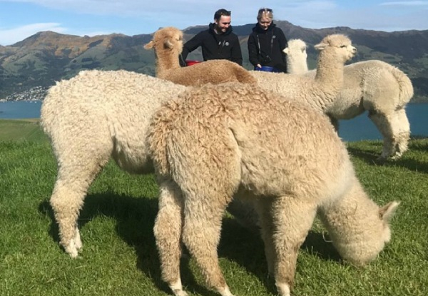 One-Night Stay in a Family Silo for Four incl. Alpaca Family Farm Tour, Bike Hire, WiFi & Late Checkout