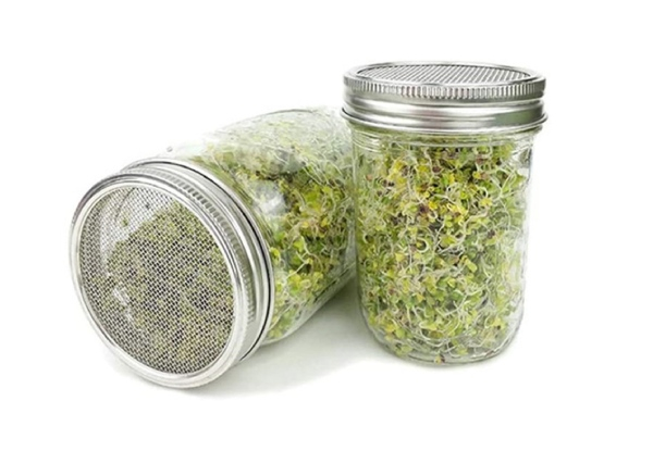 Sprouting Jar with Mesh Lid & Stand - Option for Two-Pack