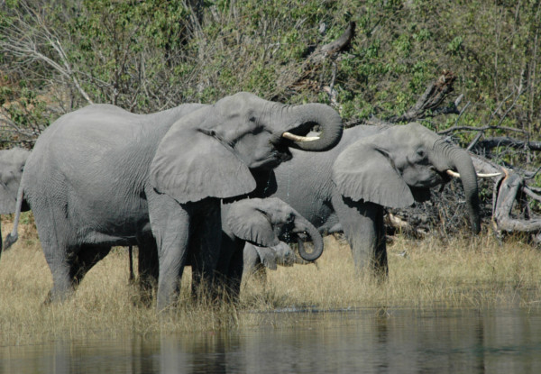 Six Day Guided Safari Coach Tour incl. The Kruger National Park Wildlife Safari Where You Can See 'The Big 5' incl. All Accommodation & Five Activities - South Africa