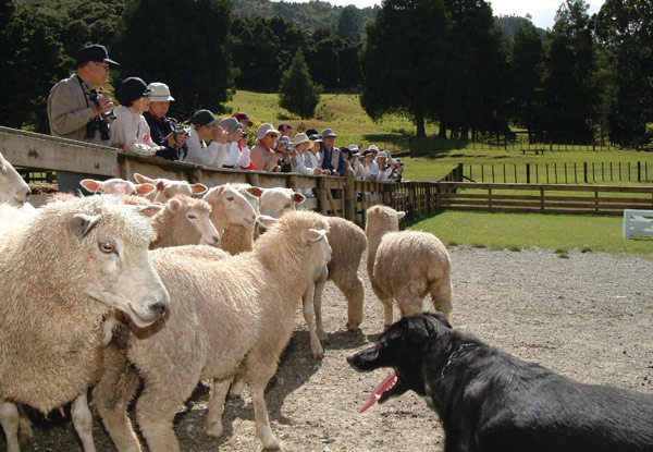 Full Day Adult Pass to Sheepworld Farm Park - Option to incl. Sheep & Dog Show & for a Child or a Family Pass