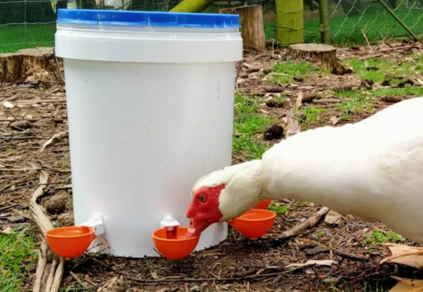 Five-Piece Automatic Chicken Waterer Cup - Available in Two Colours & Option for 10-Piece