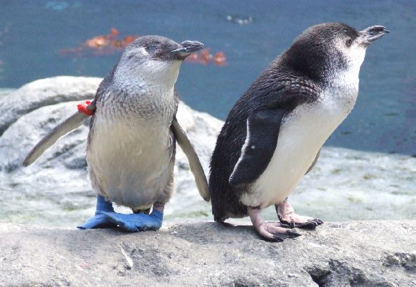 International Antarctic Centre Adult Pass incl. 4D Experience, Hagglund Ride, Husky Zone, Storm Dome, Penguin Rescue & Two Complimentary Child Passes
