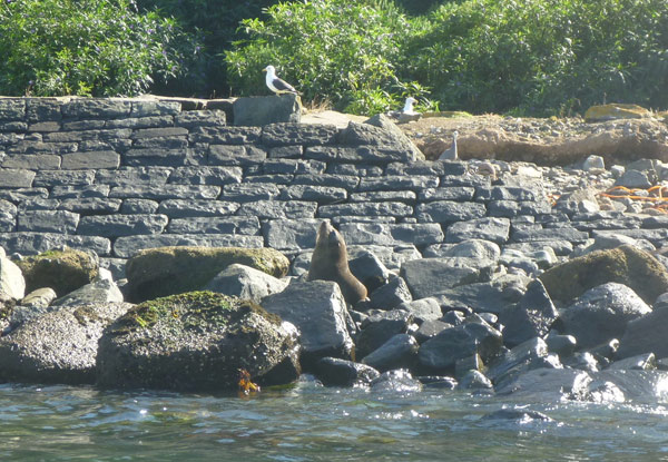 Otago Peninsula Wildlife Kayaking Tour