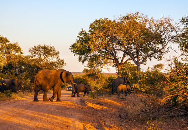 Per Person Twin Share Six Day Guided Safari Coach Tour incl. The Kruger National Park Wildlife Safari Where You Can See 'The Big 5' incl. All Accommodation & Five Activities - South Africa