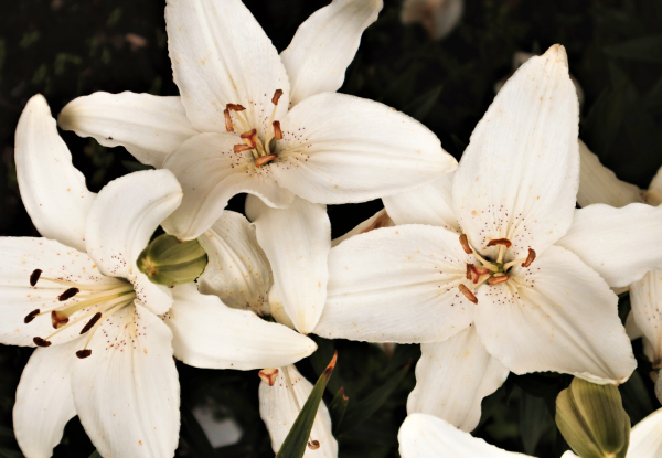 Christmas Lily Plant - Gift Wrapped with a Festive Card & Delivered in Time for Christmas - Option to incl. Pot & Saucer