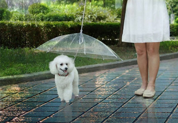 Dog Umbrella with Leash - Free Nationwide Delivery