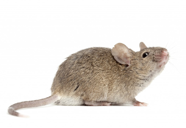 $49 for One Pest Control Treatment or $79 for Two Treatments – Eliminate Rats, Mice, Cockroaches, Ants, Spiders or Fleas (value up to $140)