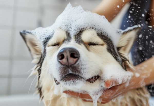 Wash & Dry Espresso Dog Wash - Option for Full Groom