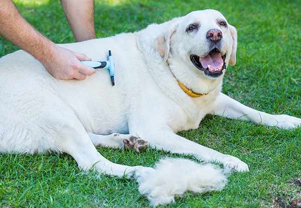 Pet Grooming Shedding Brush - Two Sizes Available