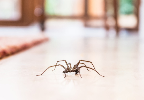Single-Storey Home External Spider & Fly Treatment - Options for Two-Storey Homes, Garages, Fences & External Sheds, a Cluster Fly Treatment & Rat & Mice Pest Control Treatment