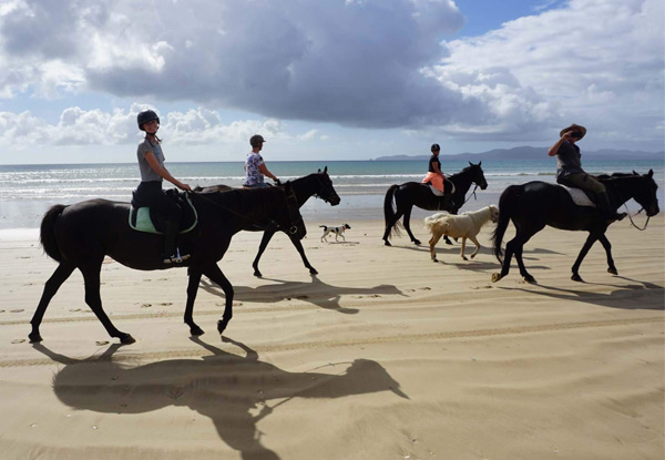 1.5-Hour Beach Horse Trek Along Tokerau Beach, Far North for One Person - Option for Two People