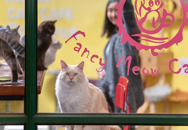 Two-Hour Experience - 60-Minutes of Ultimate Escape Room & 60-Minutes Playfulness & Cuddles with the Cats at Fancy Meow Cat Cafe