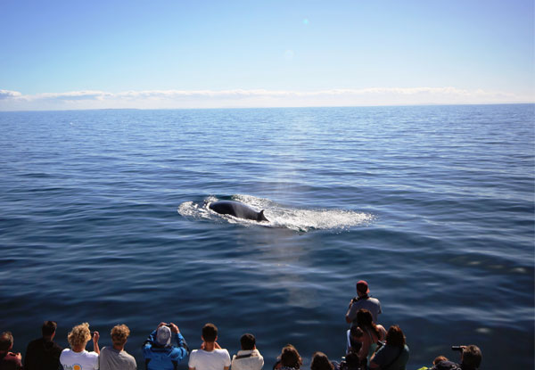 Auckland Whale & Dolphin Safari Ticket - Adult & Child Options Available