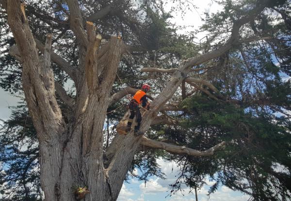 Two-Man Crew for One-Hour of Professional Tree Work Services incl. Tree Pruning, Shaping, Hedge Trimming - Option for Two Hours