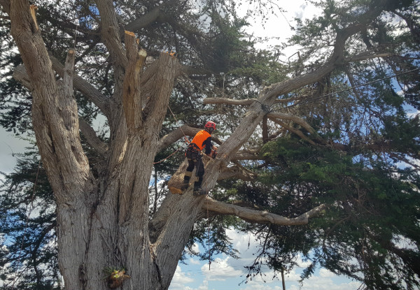 Two-Man Crew of Professional Tree Work Services incl. Tree Pruning, Thinning, Felling & Hedge Trimming - Options for Two & Three Hours