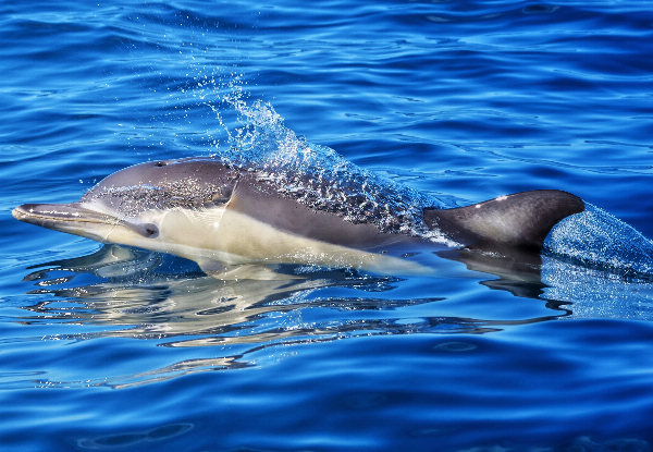 Swim with Dolphins Half-Day Wildlife Encounter Cruise incl. Wet-Suit & Snorkelling Hire & Hot Drinks - Option For Adult, Child or Family Pass - Valid from 1st November