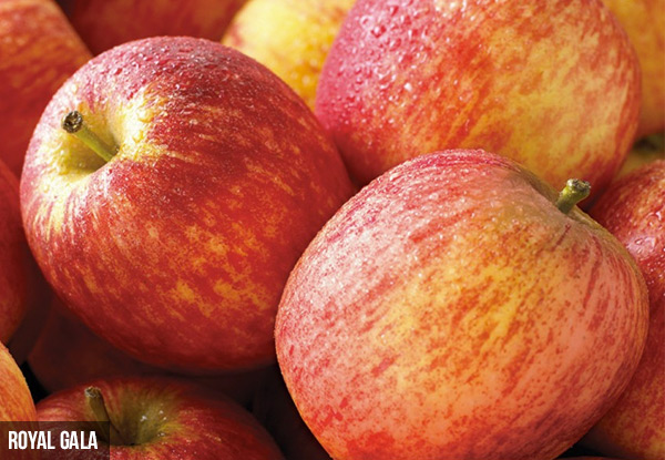 Apple Trees - Four Varieties Available