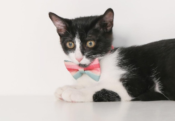 Pidan Premium Cat Bow Tie Collar and Stylish Accessory - Four Options Available - Elsewhere Pricing $15.90