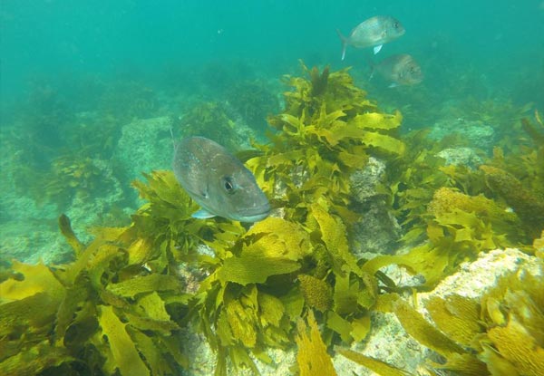 $38 for a PADI Guided Snorkel Experience or $99 for a Half-Day PADI 'Try Dive' Scuba Experience at Goat Island Marine Reserve - Valid Mon - Thurs - Options for Two People