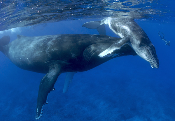 Per Person Twin Share Five-Night Stay in a Deluxe Queen Room incl. a Day Trip to Watch & Swim with Whales