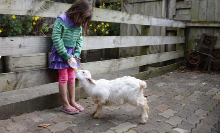 $10 for One Adult Farm Admission & a Hot Drink OR $20 for Two Adults & Two Hot Drinks - Both Options incl. a Bag of Feed Per Person & Unlimited Activities