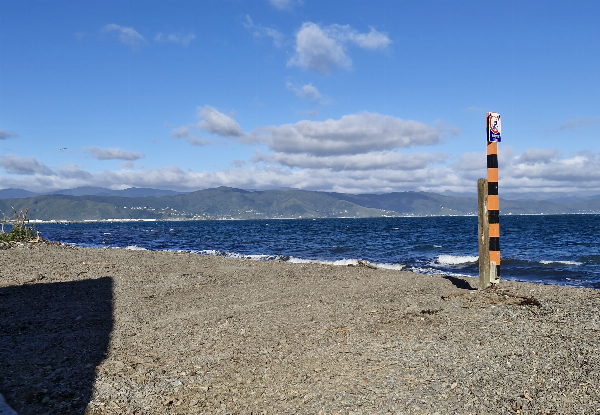 The Ultimate Wellington Bays & Petone Full-Day eBike Adventure - Options for Two & Four People