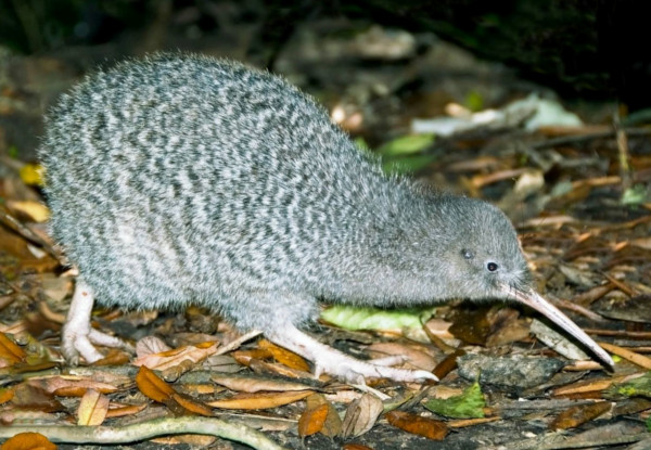 One-Night Kiwi Spotting Tour & Stay for Two People on Kapiti Island incl. Ferry Transport, Introductory Talk, DOC Permits, Dinner, Breakfast & Lunch - Option for Two-Night Stay