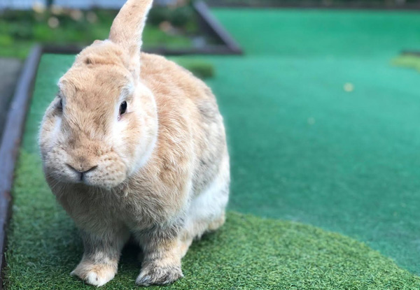 Bunny Rabbits & Family Fun Playing One Round Daytime Mini Golf - Options for Adult, Child or Family Pass