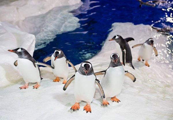 From $17 for One Child Entry or From $31 for One Adult Entry – Weekday or Weekend Options Available (value up to $39)