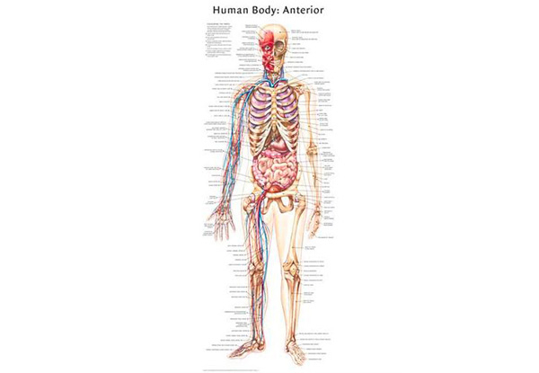 Two Human Body Posters