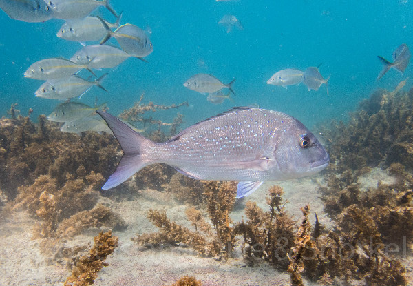 Guided Snorkel Experience at Goat Island Marine Reserve for One Person - Option for Two People